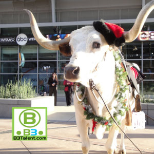Rent Texas Longhorn for Christmas Event in DFW