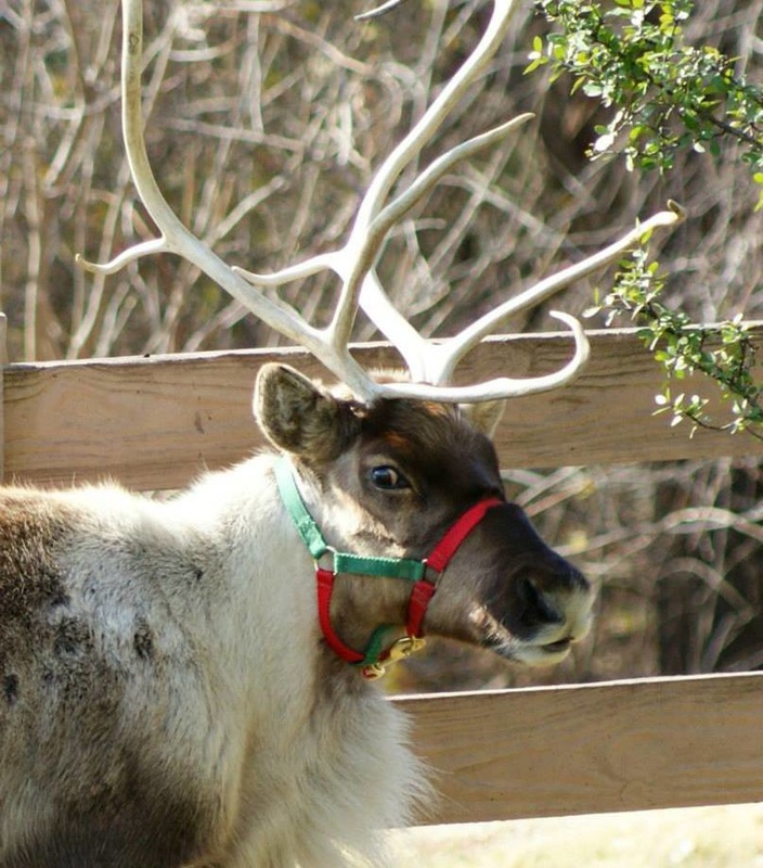 Live reindeer in Dallas
